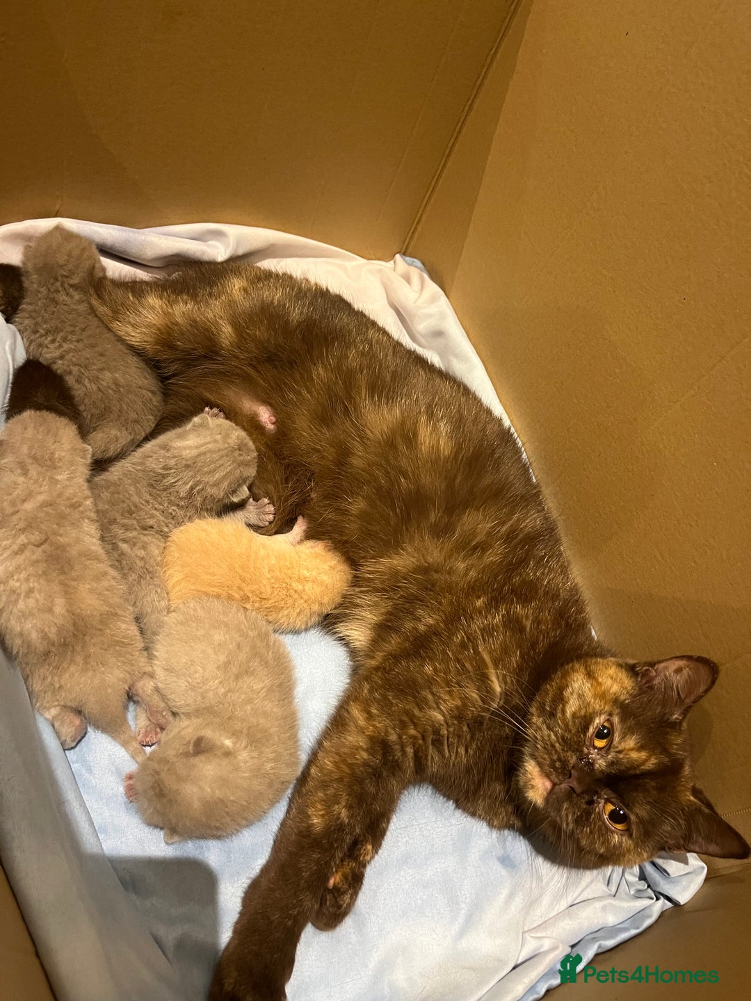 Brazilian Shorthair cats for sale: Pedigree British Shorthair Kittens Golden & Lilac - Image 29