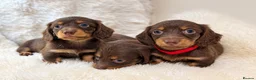 Miniature Dachshund dogs for sale: KC champion lines miniature LH dachshunds  - Advert 6