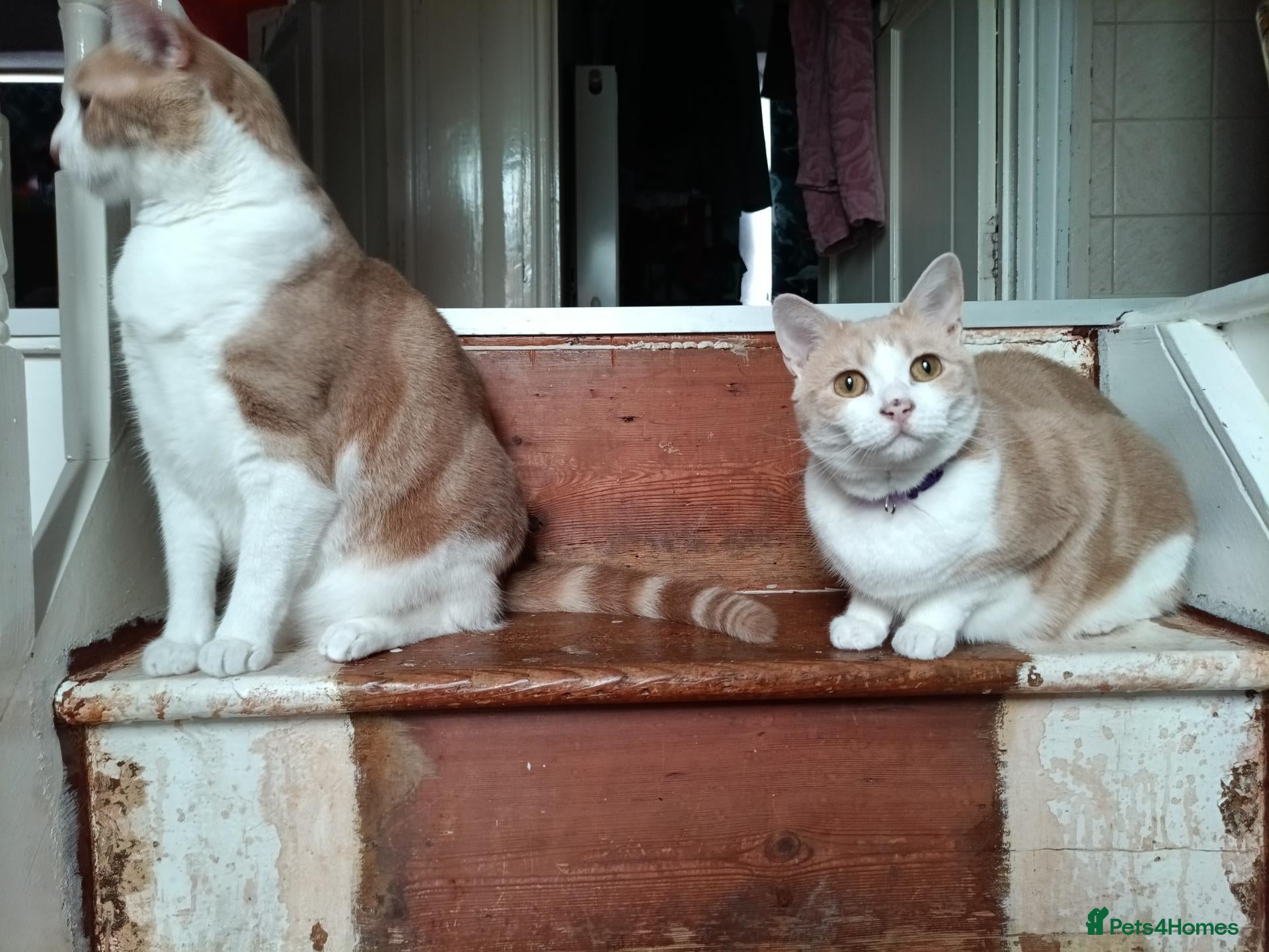 Mixed Breed cats Mia and Jago (MUST GO TOGETHER) - Advert 1