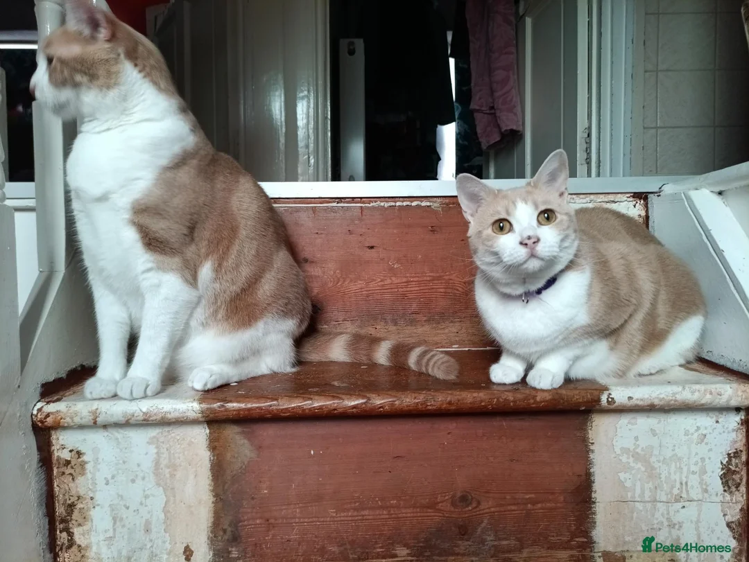 Mixed Breed cats for sale: Mia and Jago (MUST GO TOGETHER) in Saint Austell - Advert 1