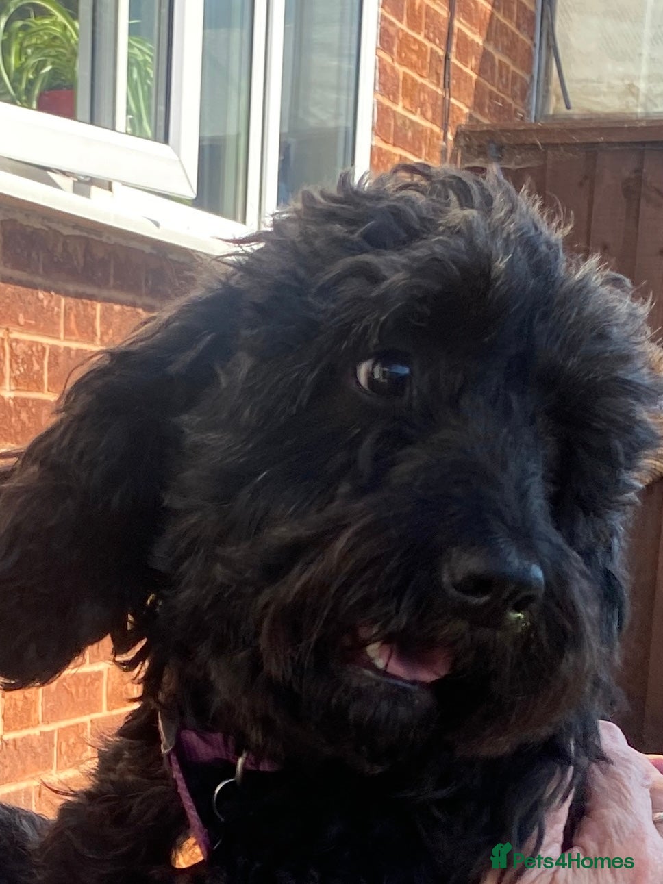 Cockapoo dogs Cockerpoo Puppies - Advert 1