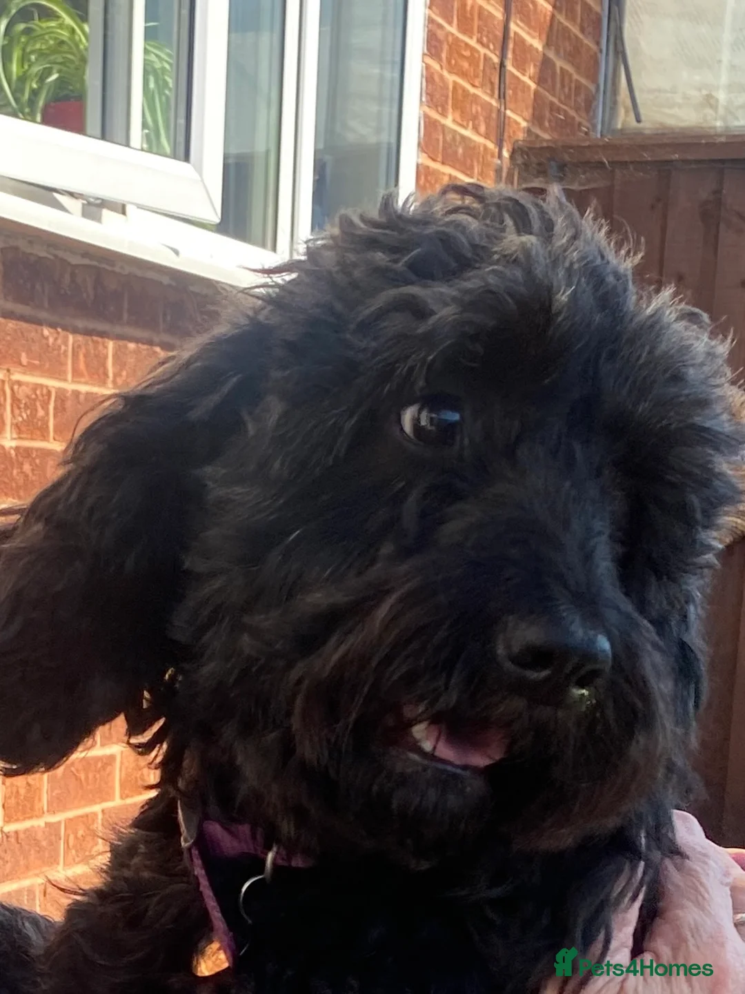 Cockapoo dogs for sale: Cockerpoo Puppies in Exmouth - Advert 1