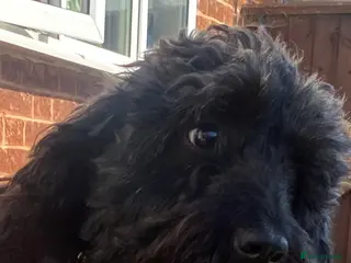 Cockapoo dogs Cockerpoo Puppies - Advert 1