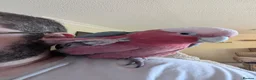 Cockatoo birds for sale: Galah Cockatoo 5-Year-Old Male in Norwich - Advert 2