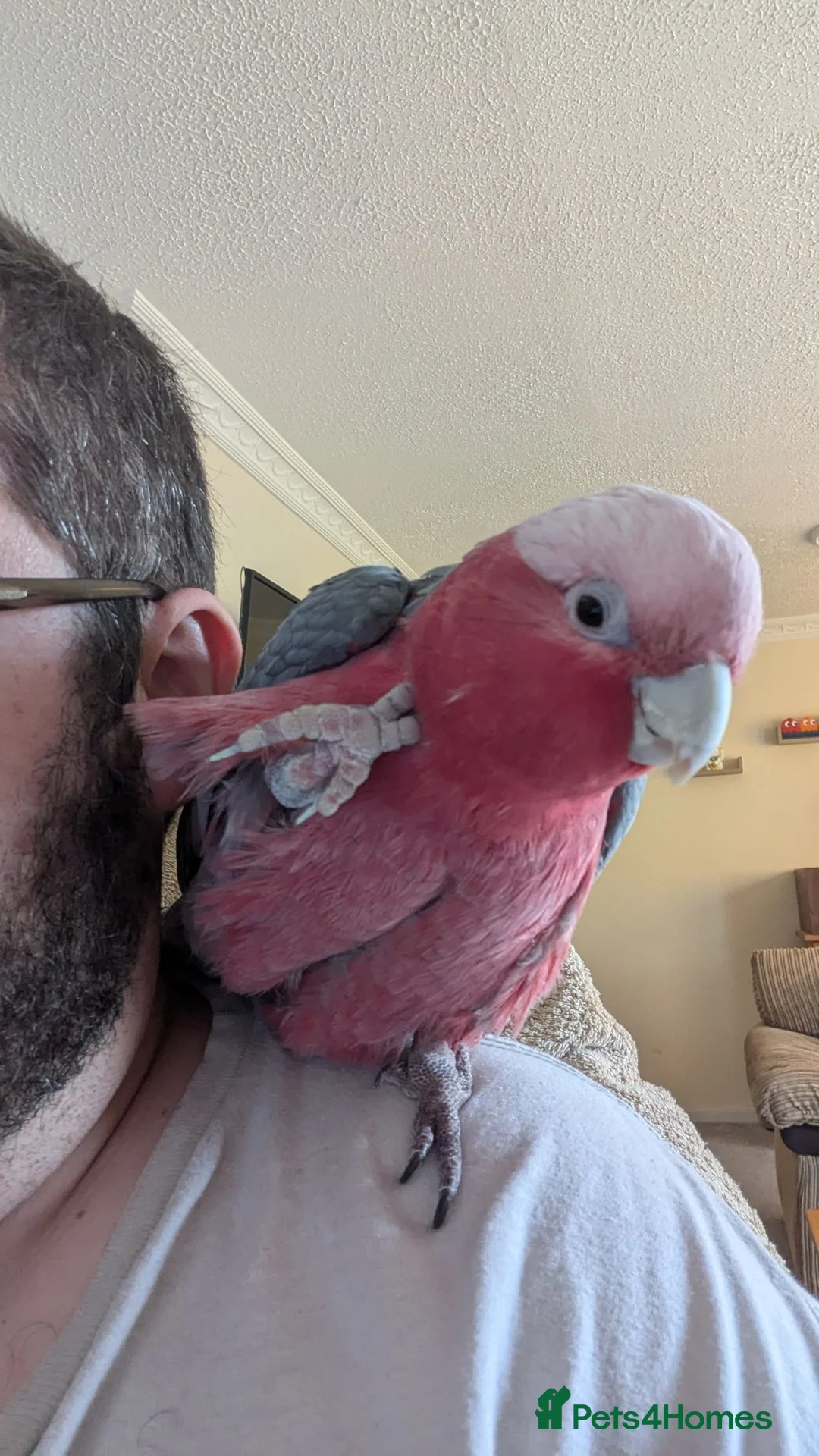 Cockatoo birds for sale: Galah Cockatoo 5-Year-Old Male in Norwich - Advert 2