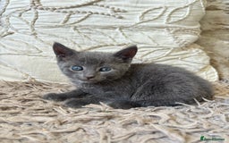 Mixed Breed cats for sale: Gorgeous blue grey male kitten available  - Image 2