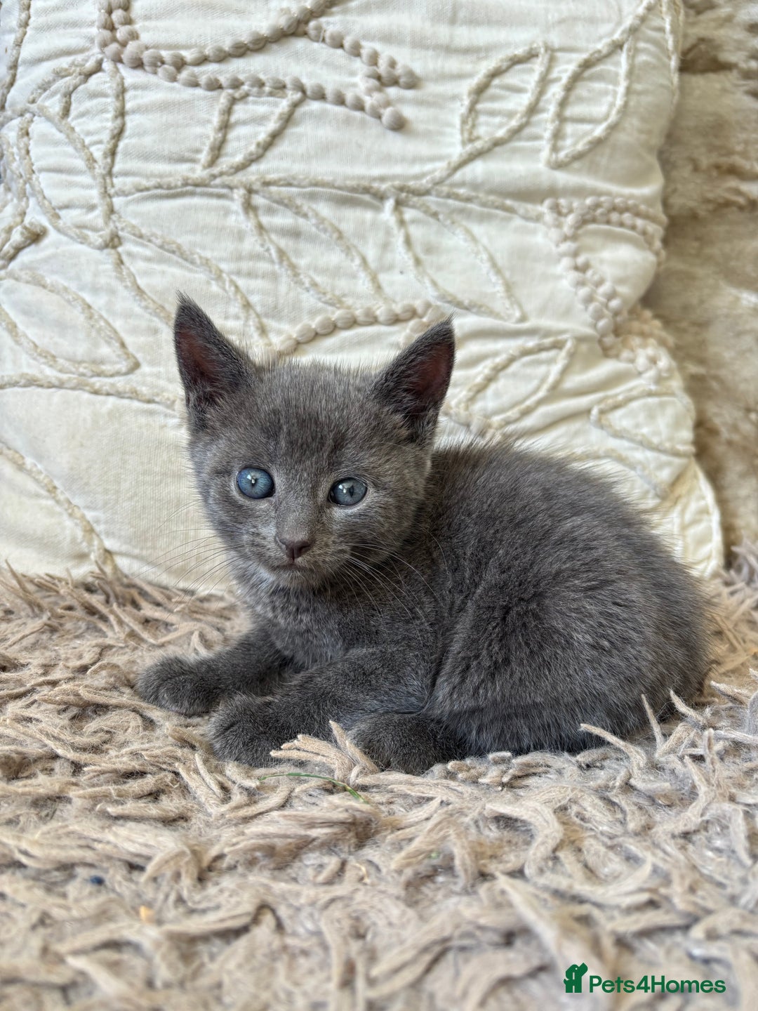 Mixed Breed cats for sale: Gorgeous blue grey male kitten available  - Image 2