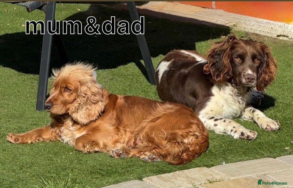 Cocker Spaniel dogs cockerspaniel puppies  - Advert 13