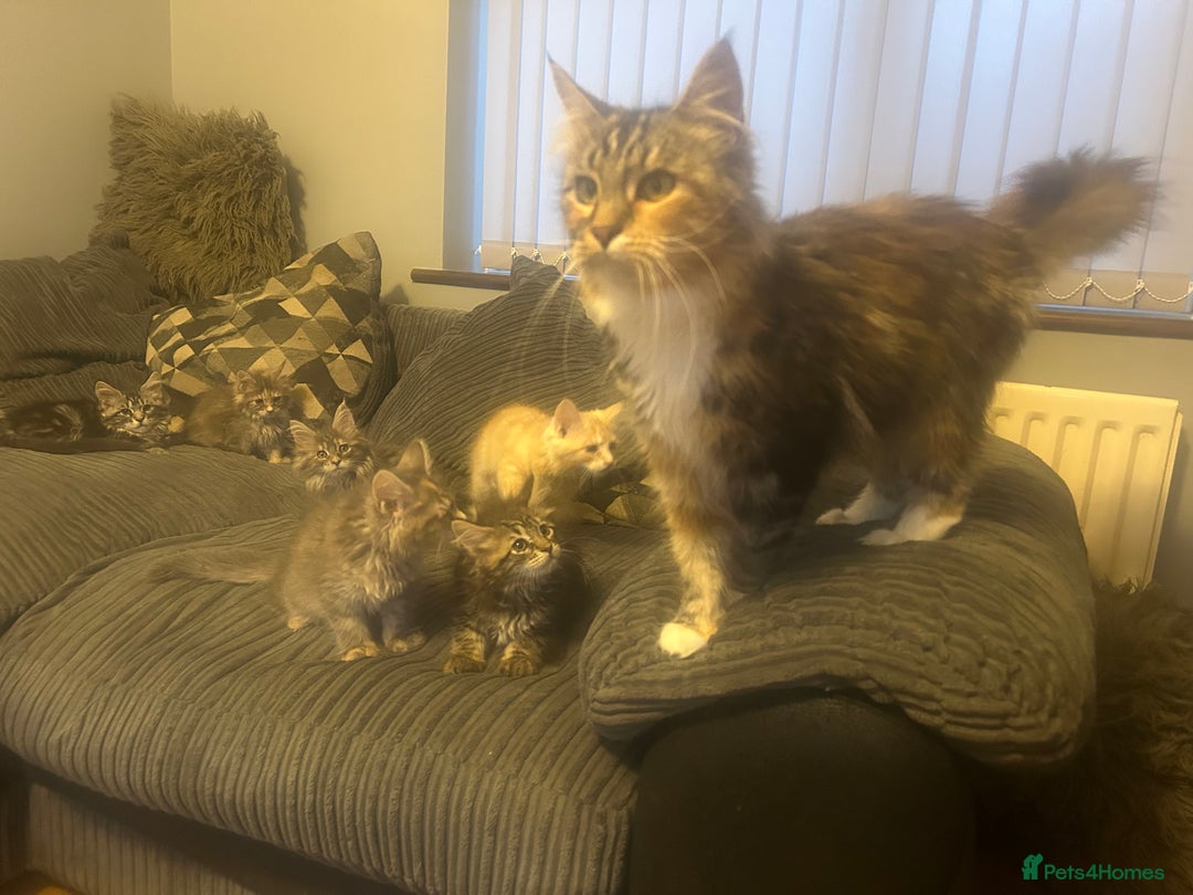 Maine Coon cats for sale: Gorgeous bundles of fluff n mischief  - Image 11