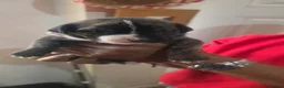 Mixed Breed dogs for sale: Beautiful presa canario x American p bully pups  - Advert 31