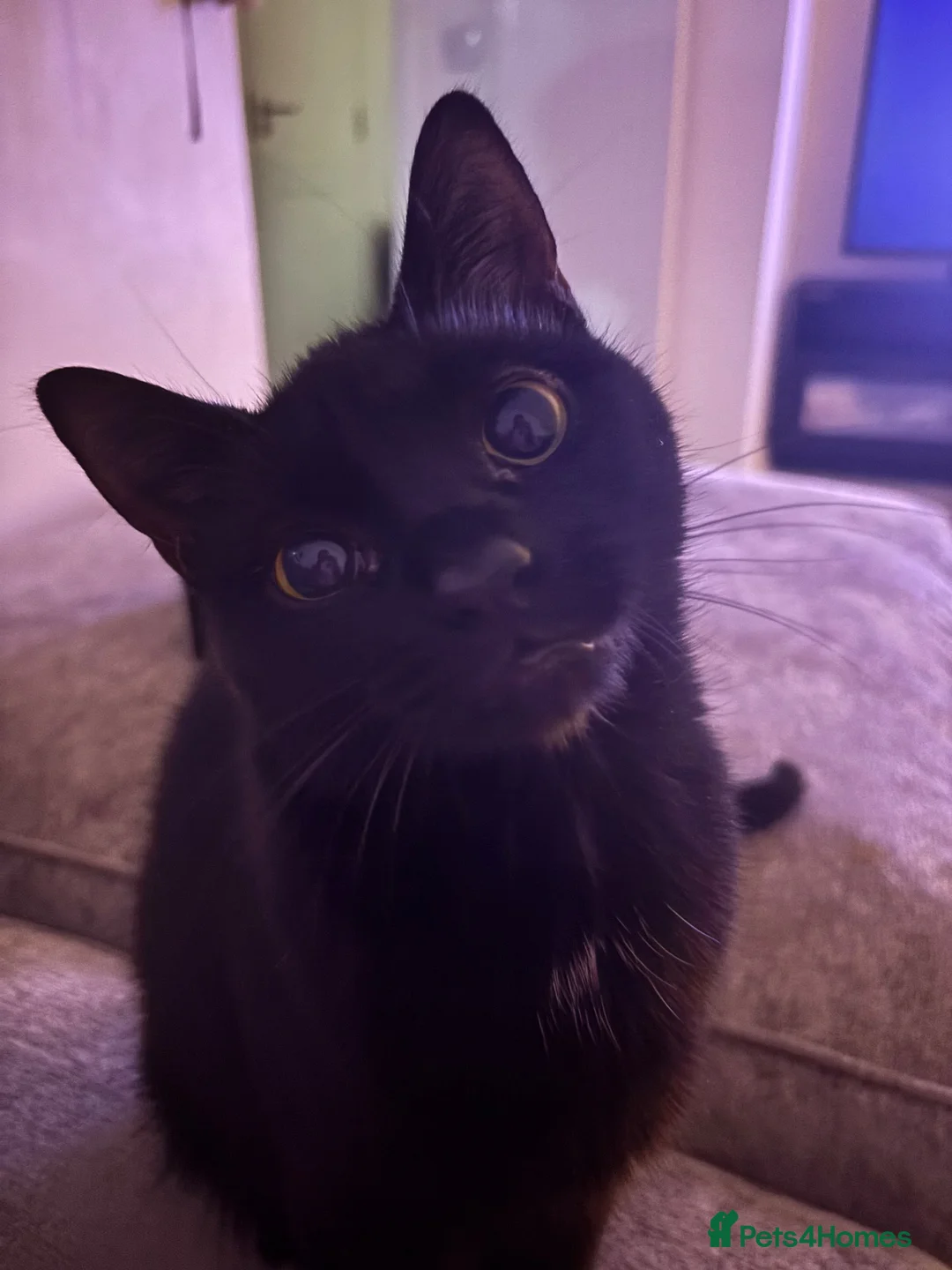 Mixed Breed cats for sale: Kittens for sale - Advert 2