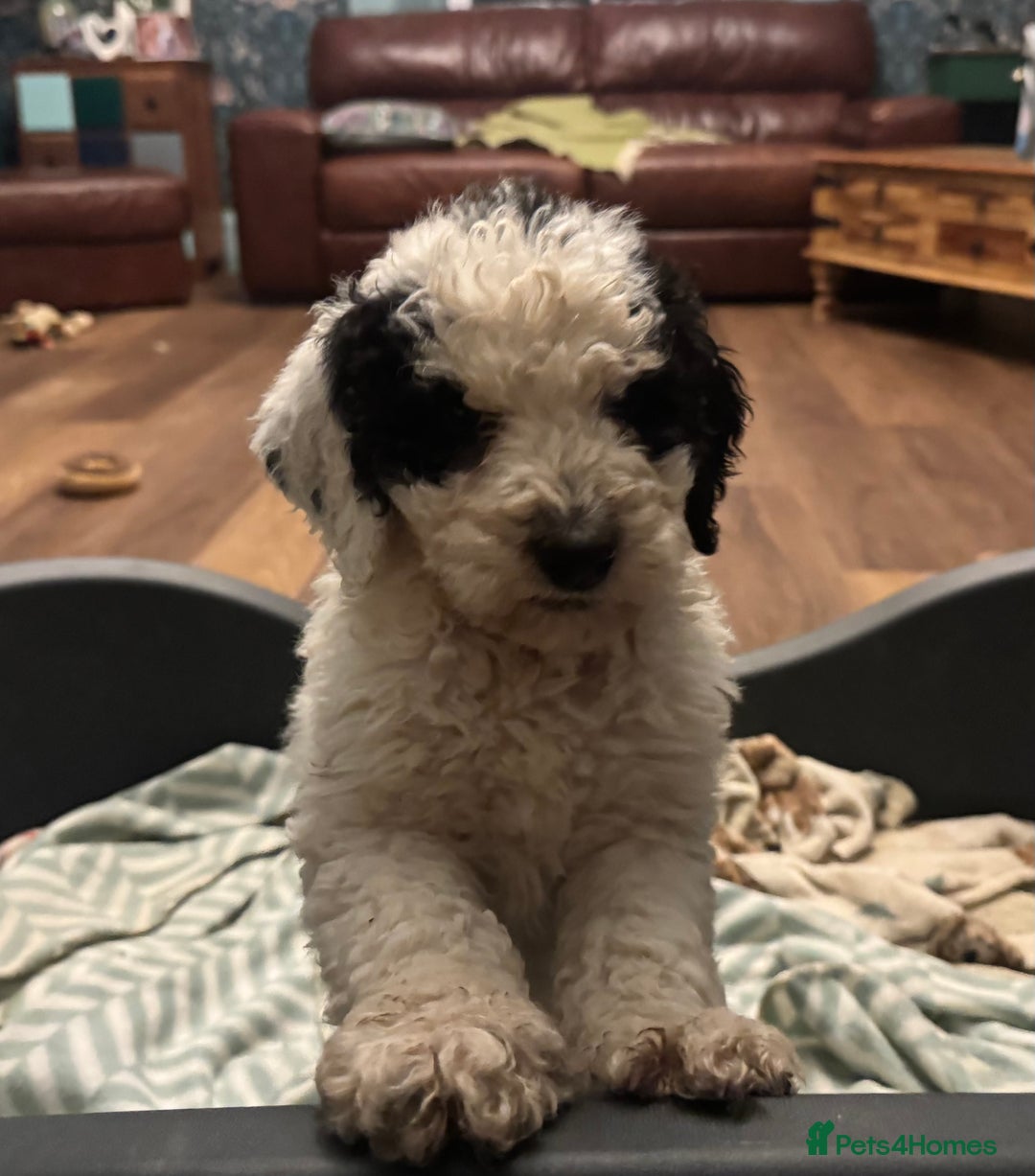 Bernedoodle dogs for sale: Bernedoodle F1B puppies - Advert 10
