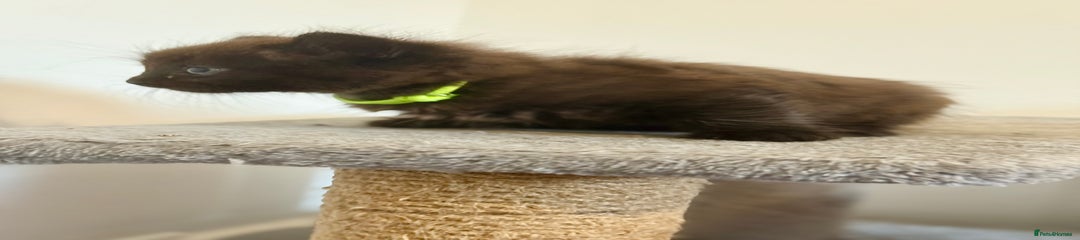 Fluorescent yellow collar black boy