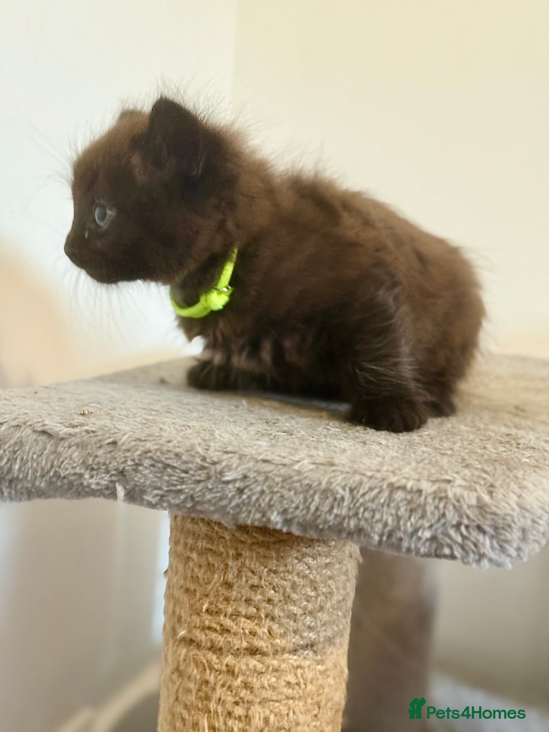 British Longhair cats for sale:  British longhair kittens 3 male 1 female  - Image 17