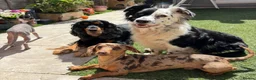 Miniature Dachshund dogs for stud: 🔥Miniature Dachshund🔥KC registered🔥Proven Stud - Advert 3