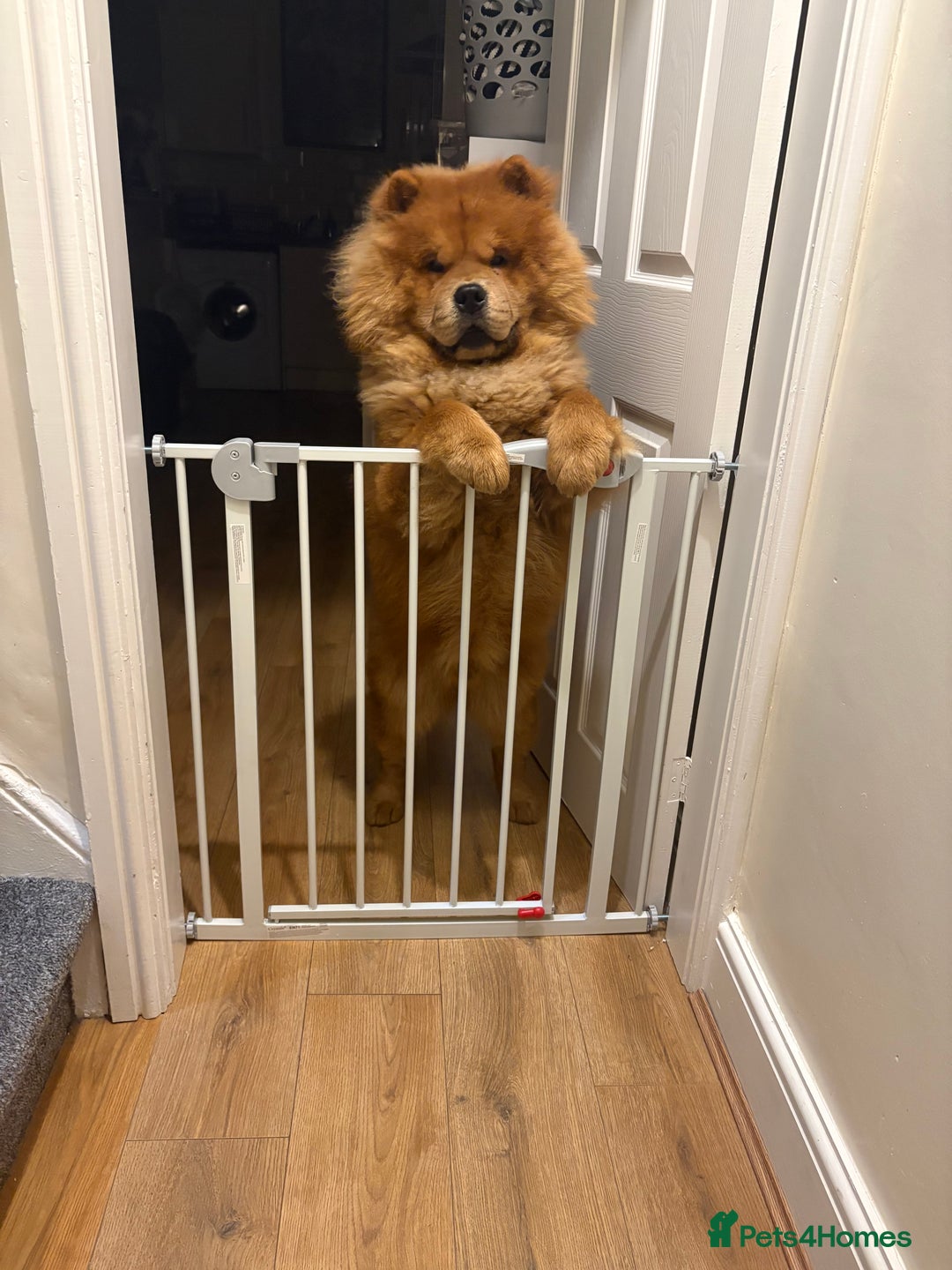 Chow Chow dogs for stud: Beautiful chow for stud - Advert 2