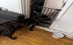 Cane Corso dogs for sale: Loving Cane Corso  - Image 2