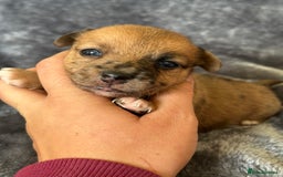 Jack Russell dogs for sale: Beautiful Rare Merle Mini Jack Russell Puppies  - Image 9