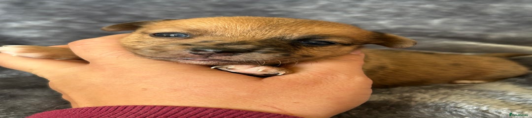 Jack Russell Puppy 7