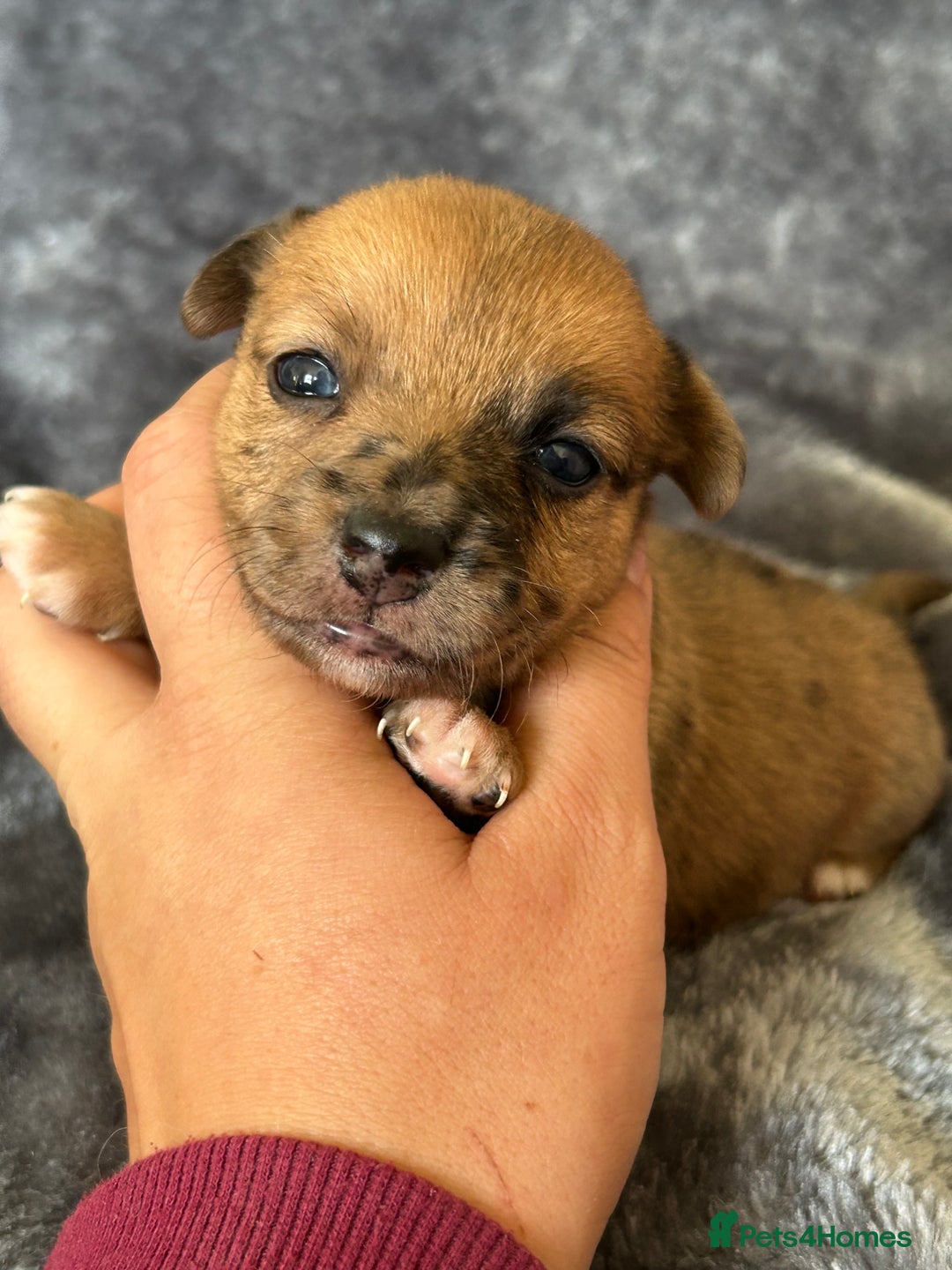 Jack Russell dogs for sale: Beautiful Rare Merle Mini Jack Russell Puppies  - Image 9
