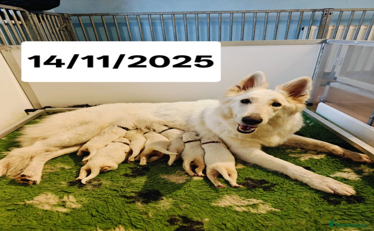 White Swiss Shepherd dogs KC Reg long-coat White Swiss Sheperd pups for sale - Advert 9