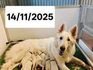 White Swiss Shepherd dogs KC Reg long-coat White Swiss Sheperd pups for sale - Advert 9
