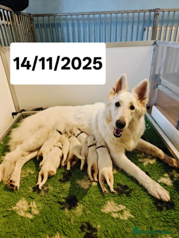 White Swiss Shepherd dogs KC Reg long-coat White Swiss Sheperd pups for sale - Advert 1