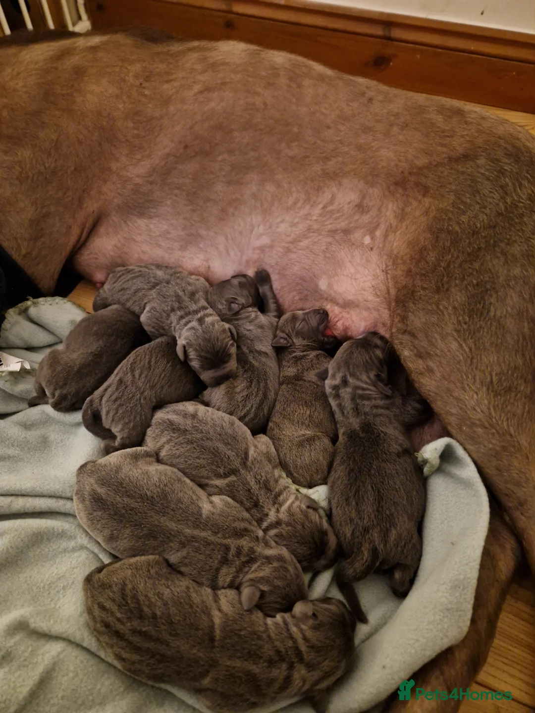 Mixed Breed dogs for sale: Silver Labrador x Blue Staff (Staffador) puppies in Folkestone - Advert 15