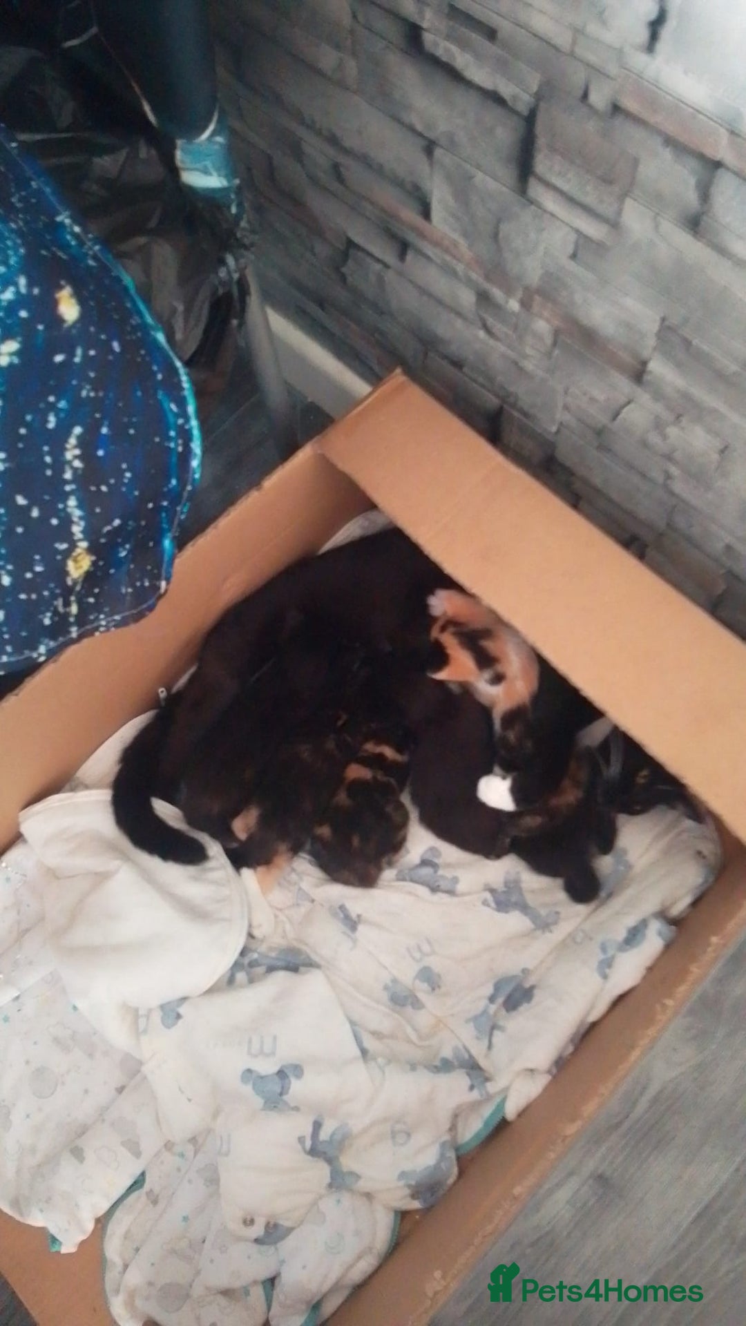 Mixed Breed cats for sale: Beautiful little kittens looking for forever home  - Image 7