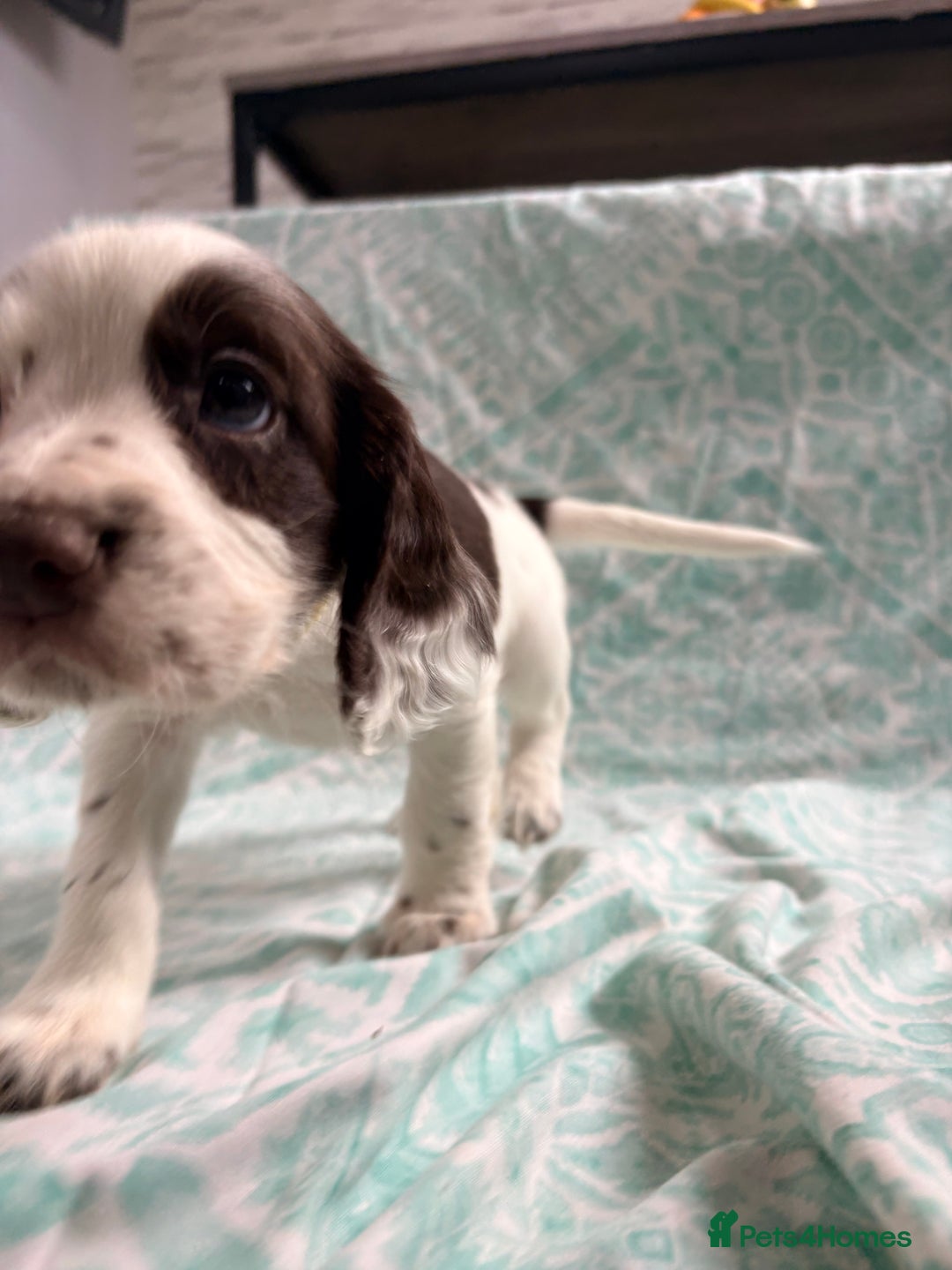 Cocker Spaniel dogs for sale: 2 cocker spaniel puppies for Sale - Advert 2