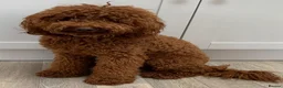 Labradoodle dogs for sale: F1b labradoodle farm raised health tested parent  - Advert 6