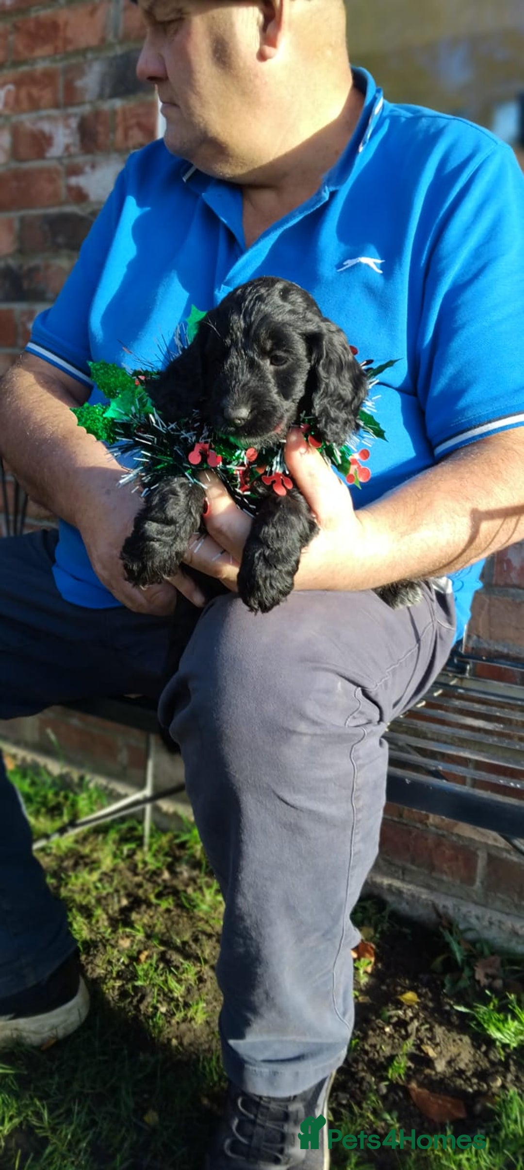 Cockapoo dogs for sale: adorable cockerpoo puppies - Advert 8