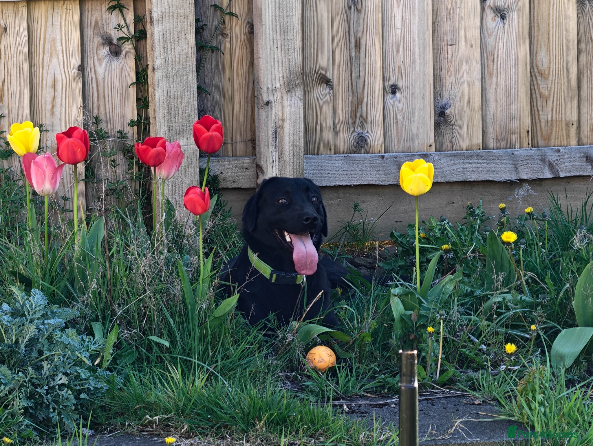 Labrador Retriever dogs Black Labrador  - Advert 1