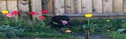 Labrador Retriever dogs for sale: Black Labrador  in Cupar - Advert 1