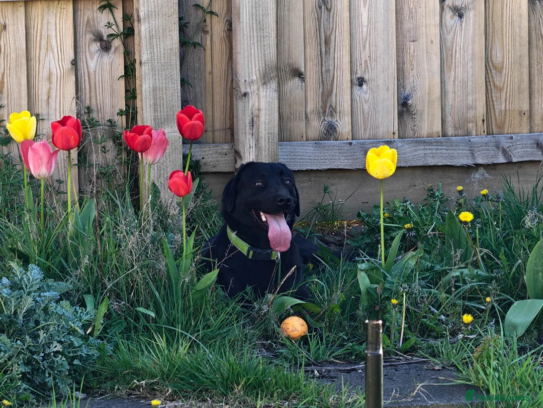 Labrador Retriever dogs for sale: Black Labrador  in Cupar - Advert 1