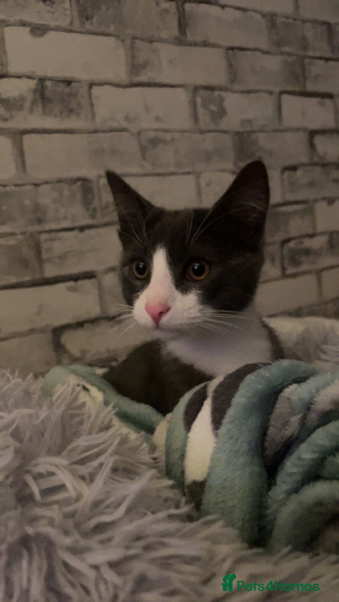 Mixed Breed cats for sale: - grey and white kitten - Advert 2