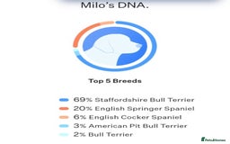 Mixed Breed dogs for sale: Staffy x for rehome ‼️ - Image 8