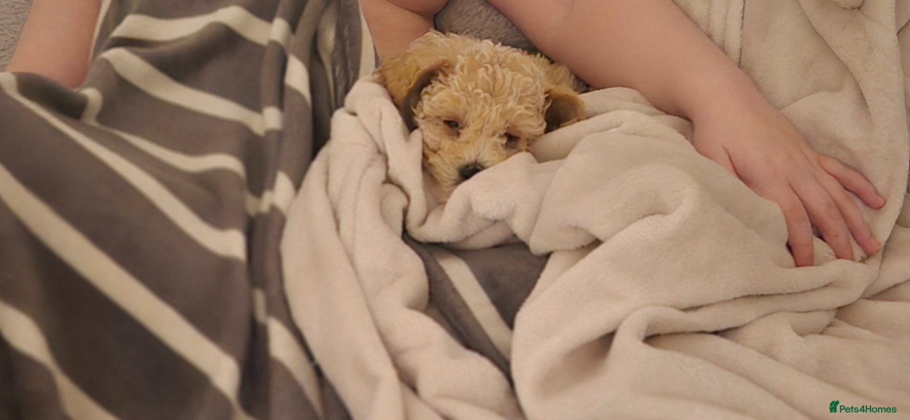 Poochon dogs Poochon - Advert 1