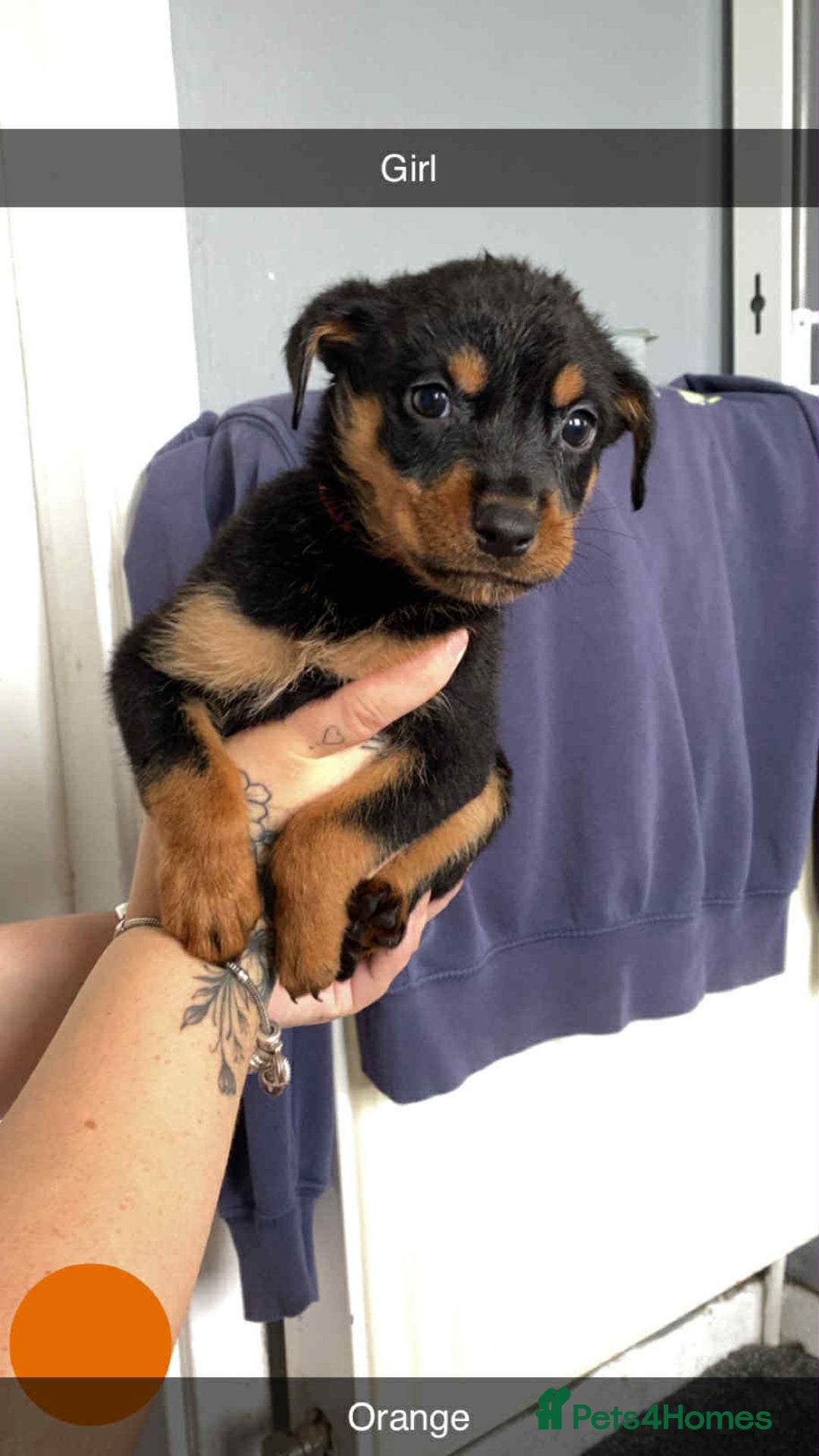 Rottweiler dogs for sale: 10 Rottweiler puppies - Image 9