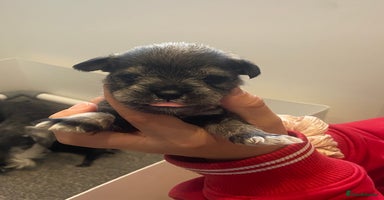 Miniature Schnauzer dogs - Advert 1
