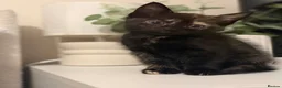 Mixed Breed cats for sale: 5 mixed kittens for sale  in Wallasey - Advert 25