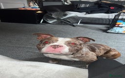 American Bully dogs for sale: 2 year old chocolate merl American pocket bully - Image 2