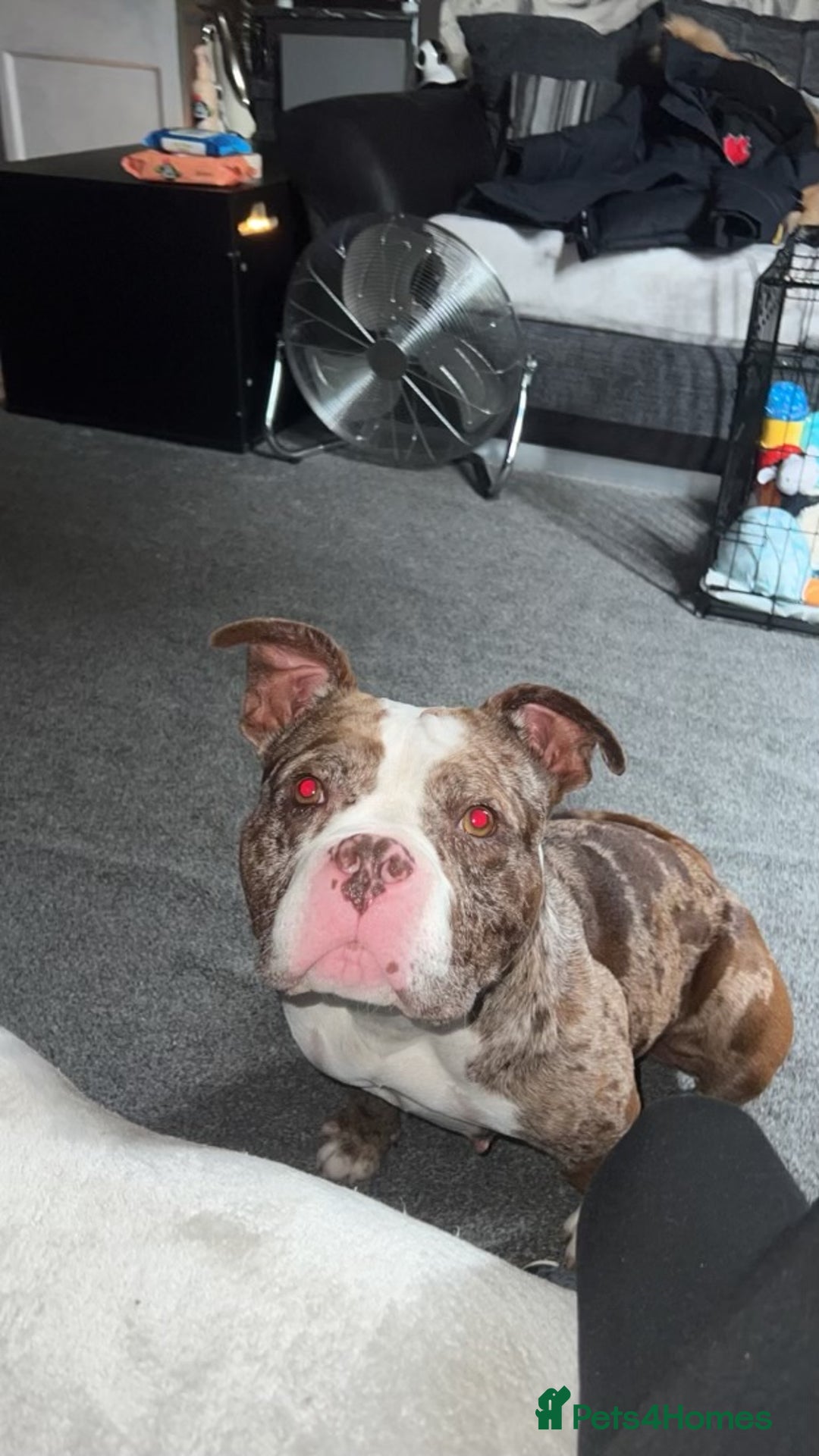 American Bully dogs for sale: 2 year old chocolate merl American pocket bully - Image 2