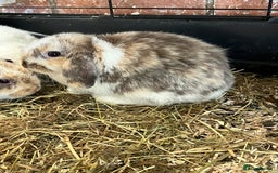Mini Lop rabbits for sale: Mini Lop Baby Boys - Image 7