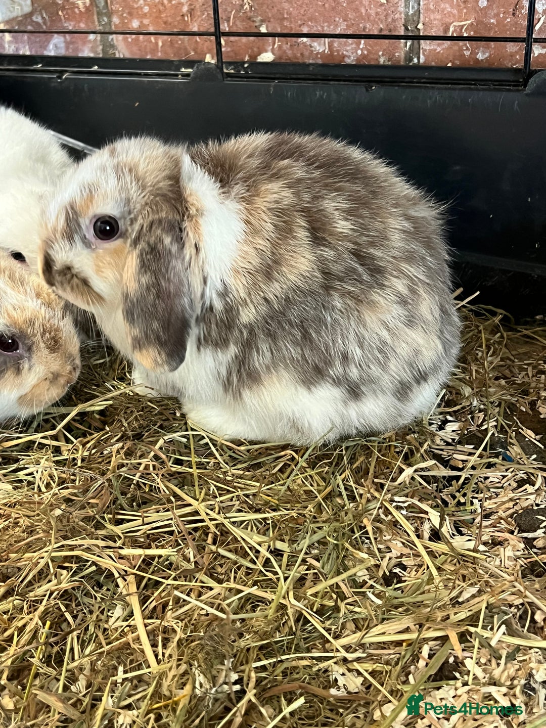 Mini Lop rabbits for sale: Mini Lop Baby Boys - Image 7