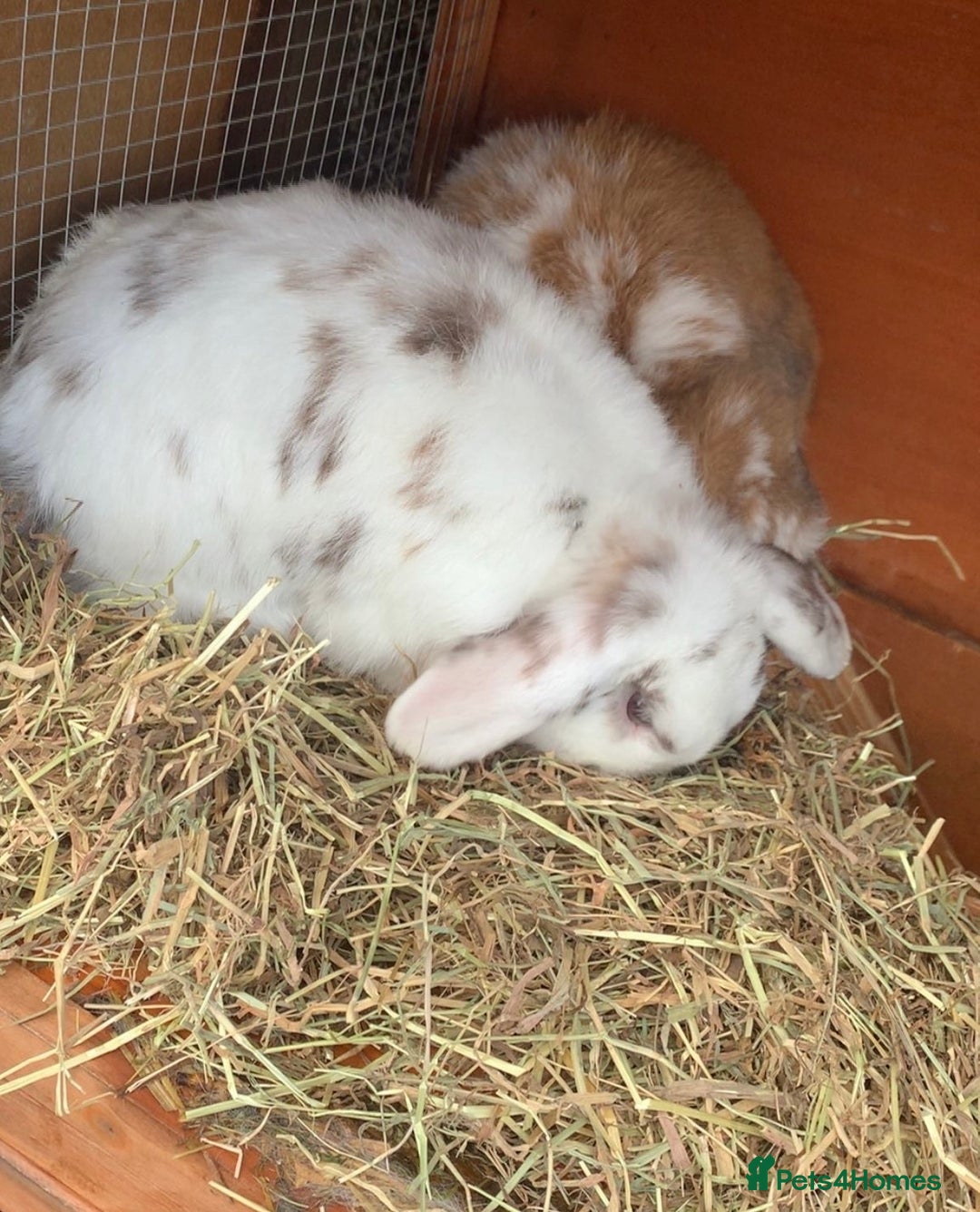 Mini Lop rabbits for sale: Beautiful mini lop bunnies  - Advert 4