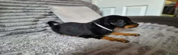 Rottweiler dogs for sale: Rottweiler Puppies Looking for Their Forever Homes - Advert 7