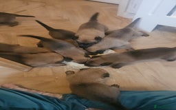 Belgian Shepherd Dog dogs for sale: Belgium Malinos shepard puppys - Image 10