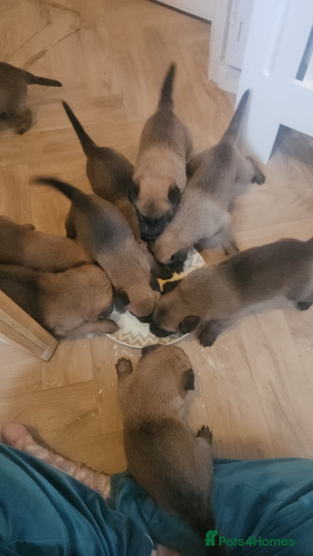 Belgian Shepherd Dog dogs for sale: Belgium Malinos shepard puppys - Image 10