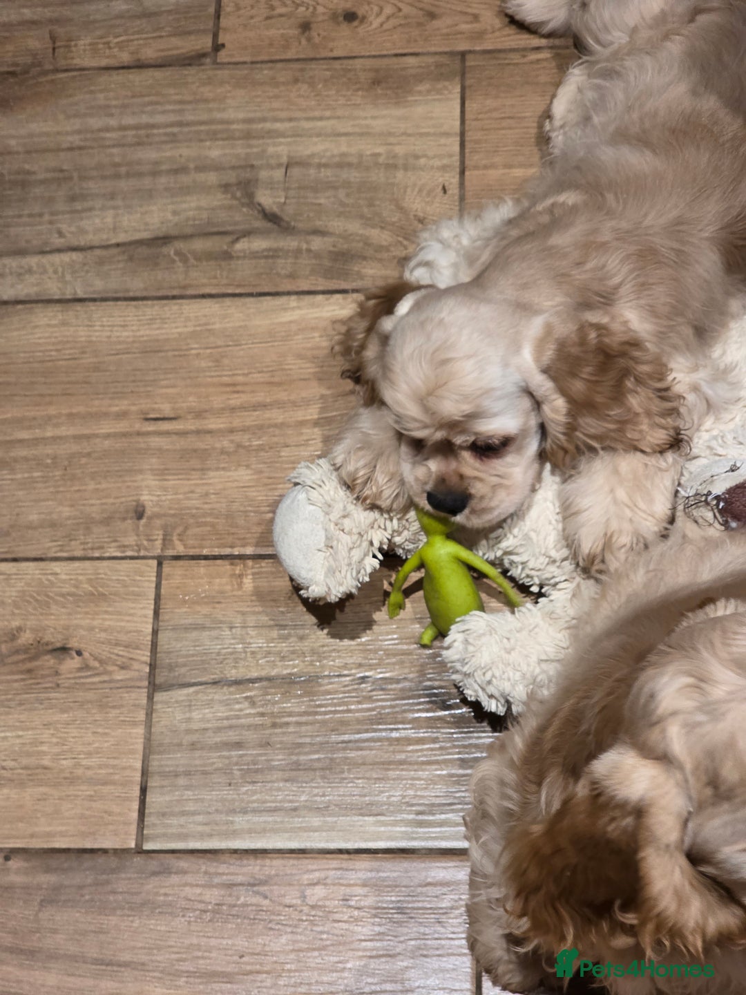 American Cocker Spaniel dogs for sale: Stunning Anerican Cocker spaniels girl - Advert 26